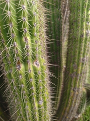 Trichocereus spachianus