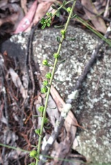 Phyllanthus hirtellus