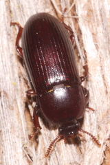 Uloma tenebrionoides