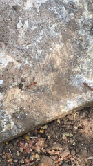 Oecophylla smaragdina