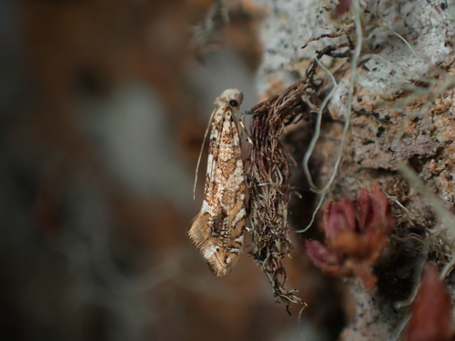 Eschatotypa melichrysa