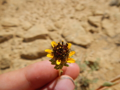 Helianthella microcephala