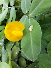 Arachis pintoi