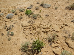 Helianthella microcephala