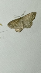 Scopula immorata