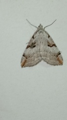 Aplocera praeformata