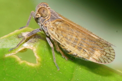 Zeoliarus oppositus