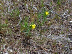 Lithospermum incisum