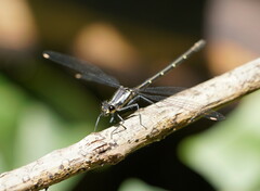 Austroargiolestes calcaris