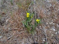 Lithospermum incisum