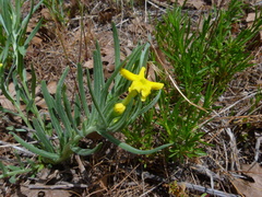 Lithospermum incisum