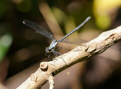 Austroargiolestes calcaris