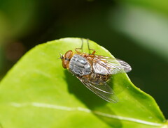 Calliphora hilli