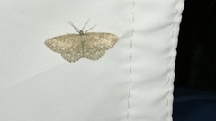 Scopula immorata