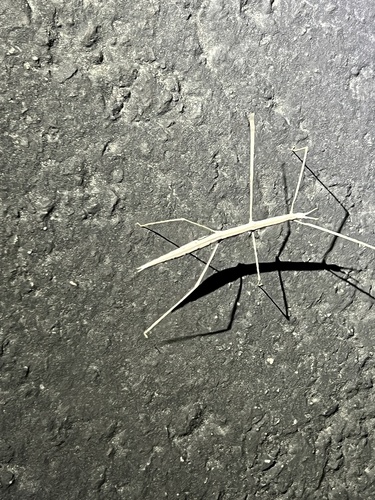 iNaturalist observation photo of Western Short-horned Walkingstick