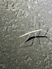 Parabacillus hesperus