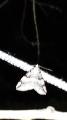 Aplocera praeformata