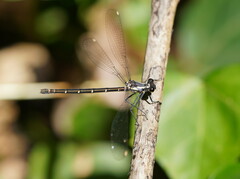 Austroargiolestes calcaris