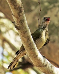 Indicator variegatus