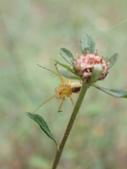 Oxyopes punctatus