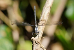 Austroargiolestes calcaris