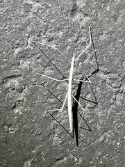 Parabacillus hesperus