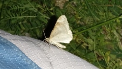 Xanthorhoe spadicearia