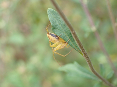 Oxyopes punctatus