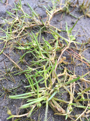 Spergularia canadensis