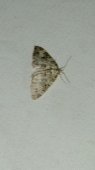 Chloroclysta siterata