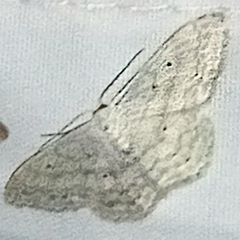 Scopula incanata