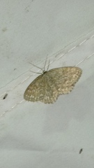 Scopula immorata