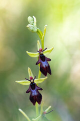 Ophrys insectifera
