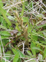 Pterostylis tristis
