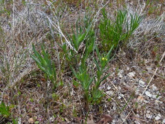 Lithospermum incisum