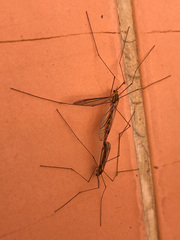 Tipuloidea
