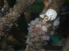 Clavelina