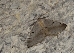 Isturgia berytaria