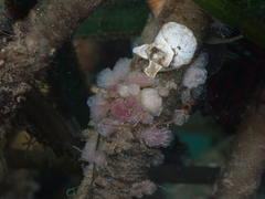 Clavelina