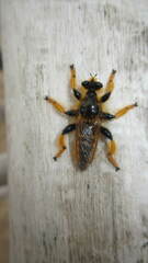 Pogonosoma maroccanum