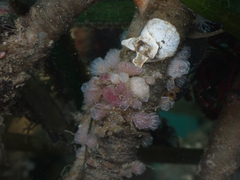 Clavelina