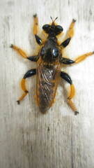 Pogonosoma maroccanum