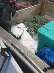 Hippoglossus stenolepis