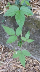 Clematis leschenaultiana
