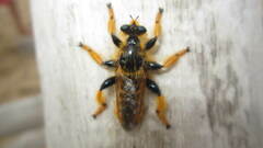 Pogonosoma maroccanum