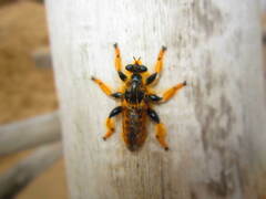 Pogonosoma maroccanum