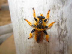 Pogonosoma maroccanum