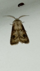 Agrotis clavis