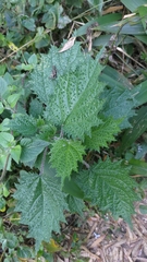 Urtica thunbergiana