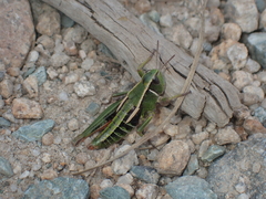 Alpinacris tumidicauda